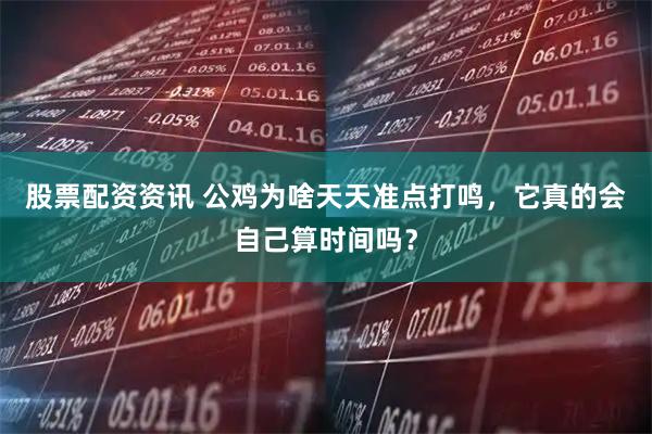 股票配资资讯 公鸡为啥天天准点打鸣，它真的会自己算时间吗？
